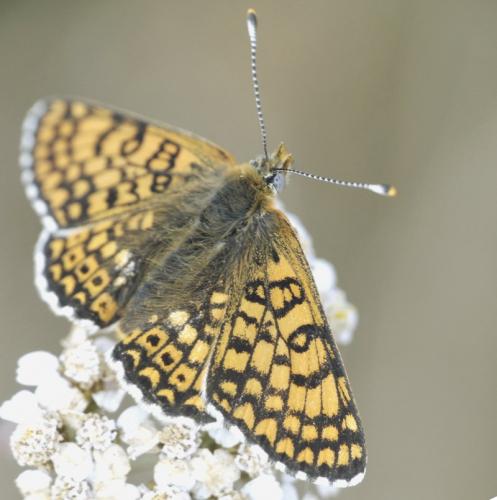 Melitaea cinxia